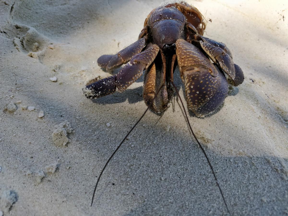 Island Guest Otel Maamendhoo Dış mekan fotoğraf